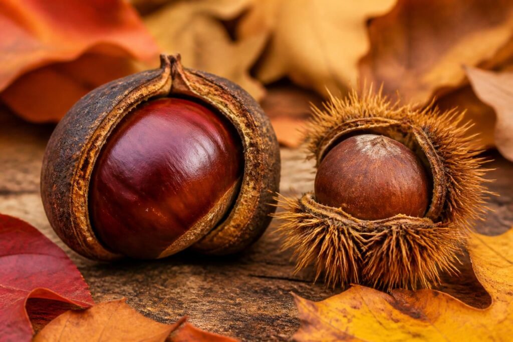 découvrez comment différencier le marron de la châtaigne, deux fruits d'automne souvent confondus, grâce à nos conseils simples et pratiques.