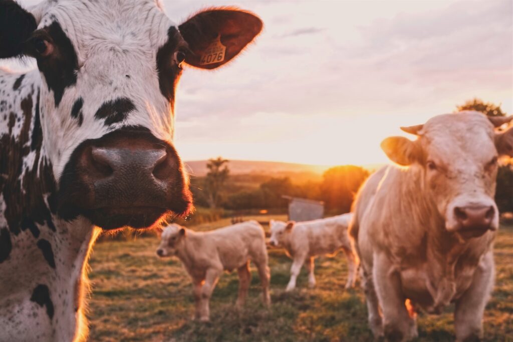 a herd of cows standing on top of a lush green field