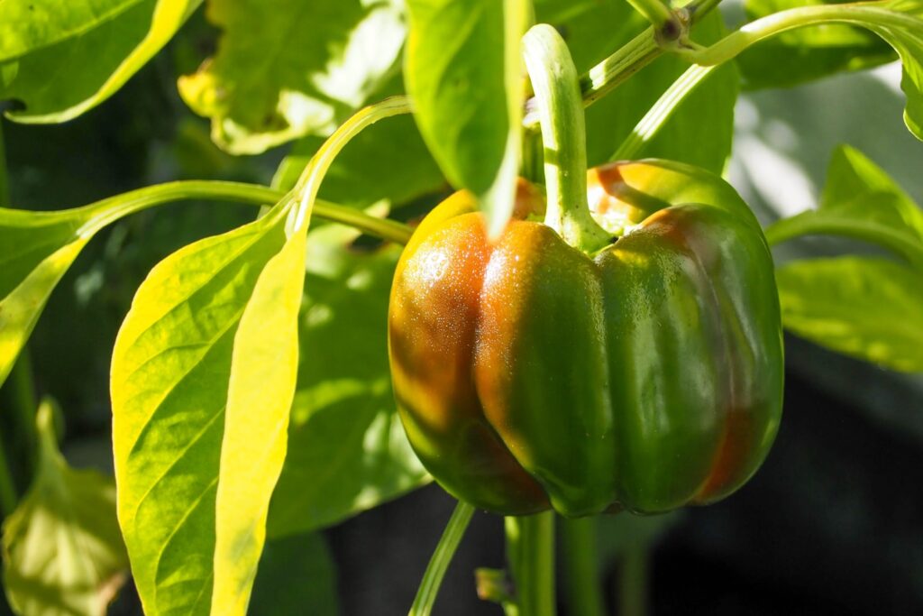 green and red bell pepper