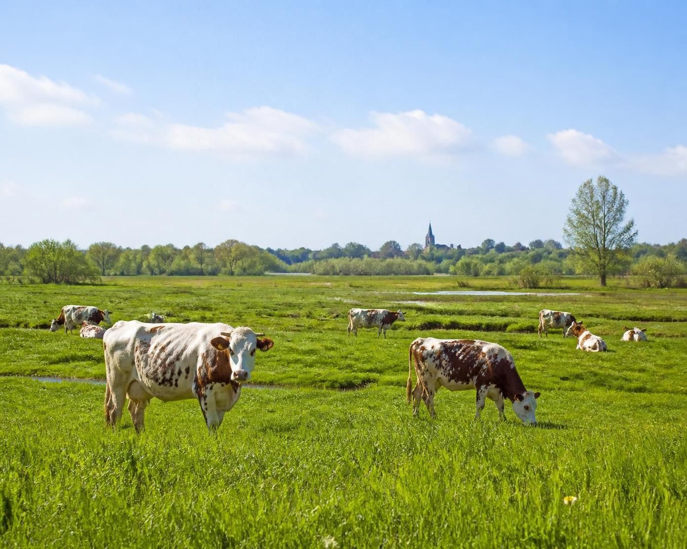 découvrez la crème d'isigny, le secret d'une onctuosité incomparable pour sublimer vos plats en cuisine avec douceur et saveur authentique.