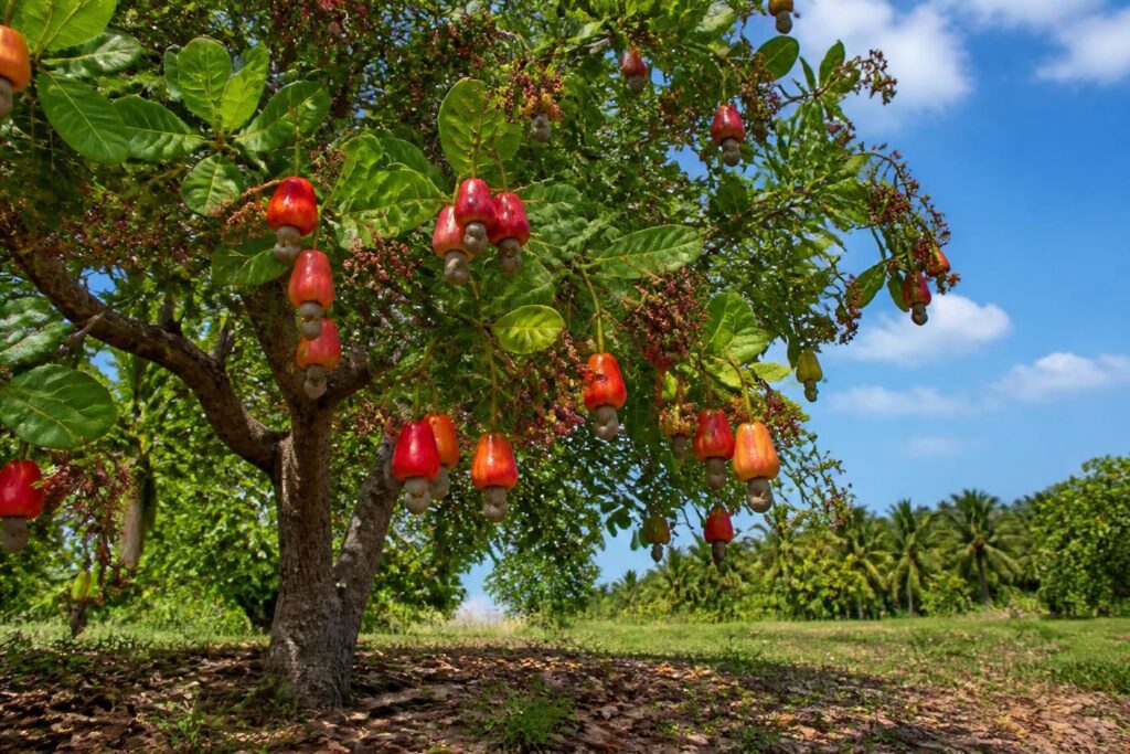 découvrez comment pousse l'arbre à noix de cajou, ses caractéristiques uniques et pourquoi ses fruits sont si appréciés en cuisine.