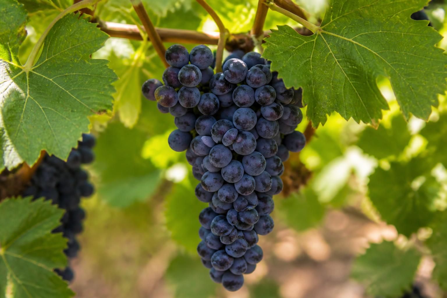 découvrez comment intégrer le raisin d'amérique, un fruit méconnu, dans vos recettes estivales pour apporter fraîcheur et originalité à vos plats.