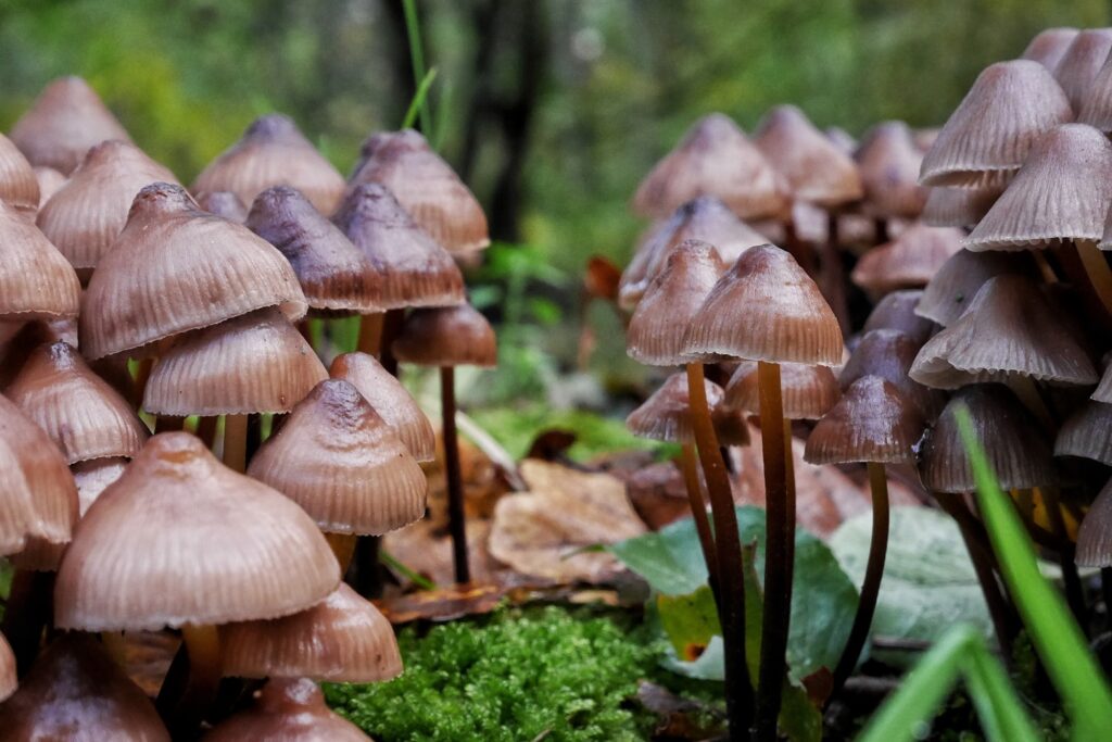 a group of mushrooms growing in a forest