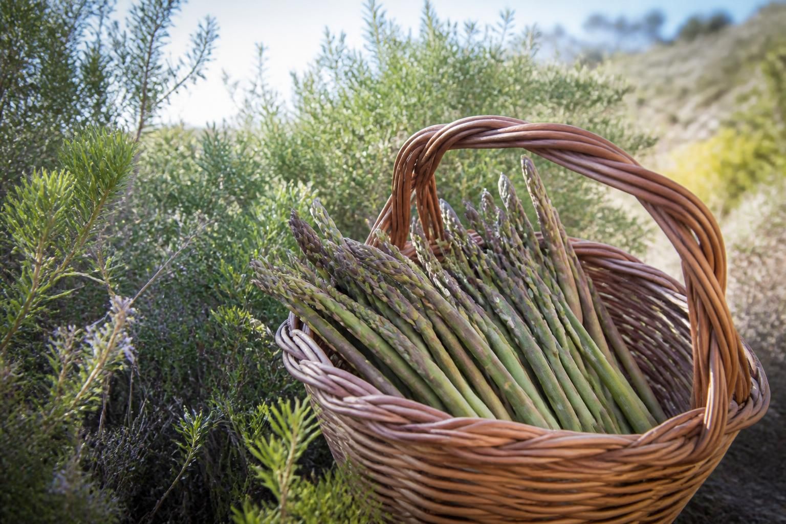 découvrez où cueillir l'asperge sauvage et quelles recettes délicieuses privilégier pour sublimer ce trésor de la nature.