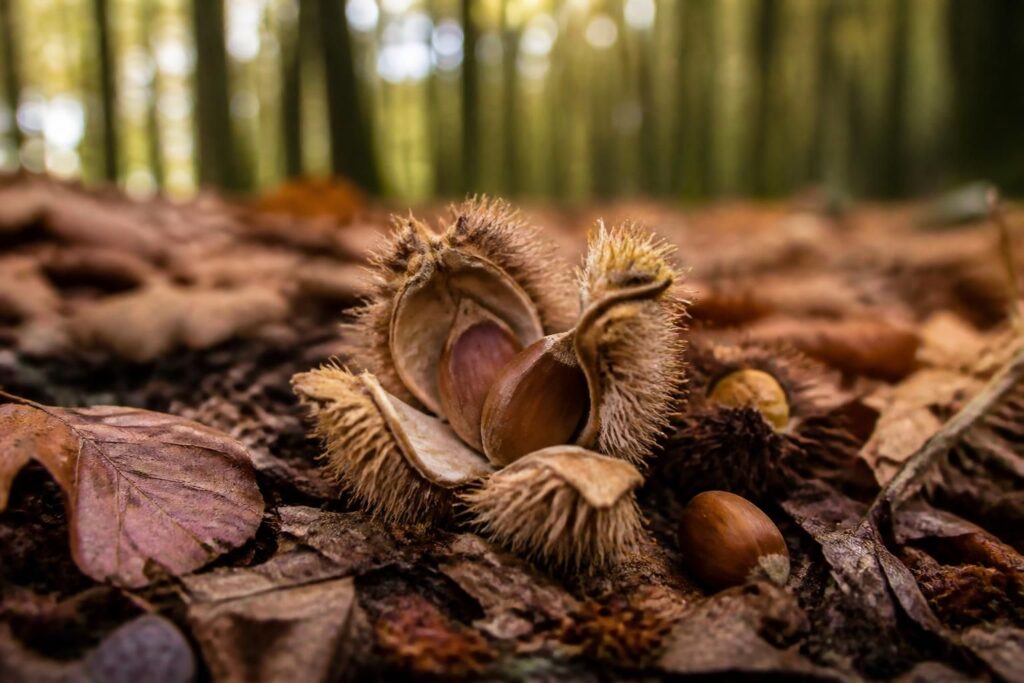 découvrez les caractéristiques du fruit du hêtre, son apparence avec photo, et sa comestibilité pour mieux le connaître et l'utiliser en toute sécurité.